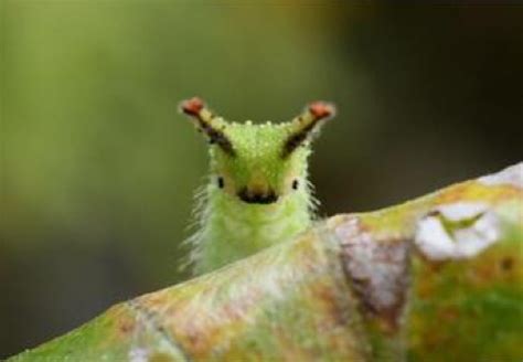 Caterpillars are Cute and Fuzzy – FuzzFeed