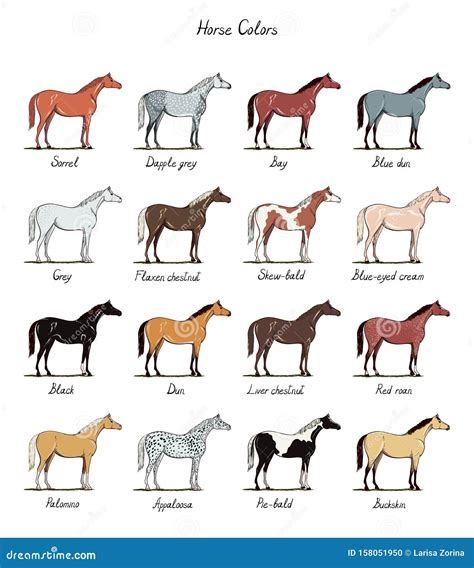 Horse Coat Colors Chart