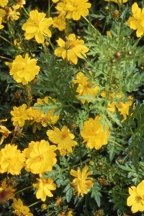 COSMOS sulphureus CREST LEMON - Muller Seeds