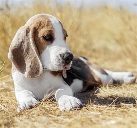 Beagle Names - 200 Great Ideas For Naming Your Beagle