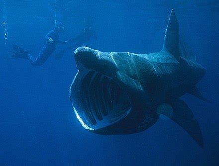Basking shark - Wikipedia