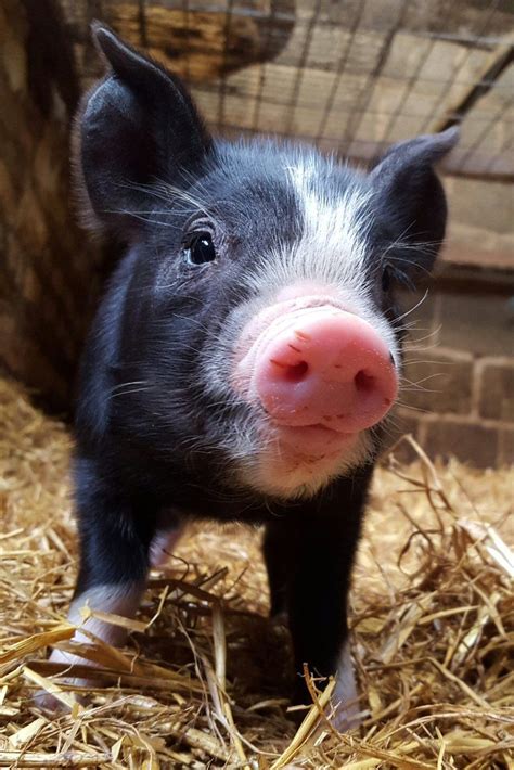 Adam Henson (@AdamHenson) | Berkshire pigs, Pig, Pig images