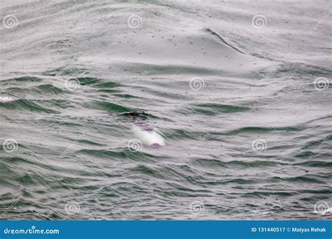 Commerson`s dolphin stock image. Image of outside, cephalorhynchus ...