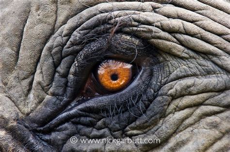 elephant eye up close - Google Search | Ögon