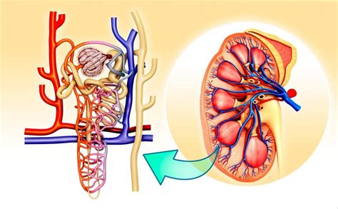 Potassium Binder Found Effective Regardless of CKD Stage - Renal and ...