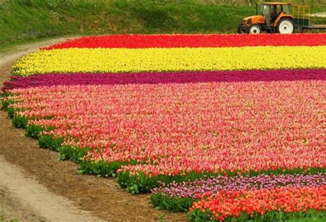 AzrA's Blog: Flower farms of Holland