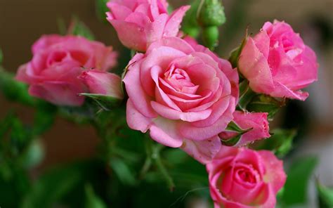 Attachment for Nature Wallpaper with Pink Rose Flower Pictures - HD Wallpapers | Wallpapers ...