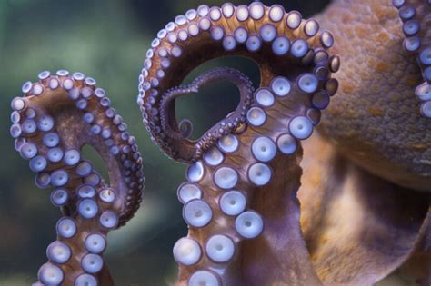 Octopus Suckers | ClipPix ETC: Educational Photos for Students and Teachers