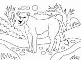 Leoaică De colorat  Desene Gratis sketch template