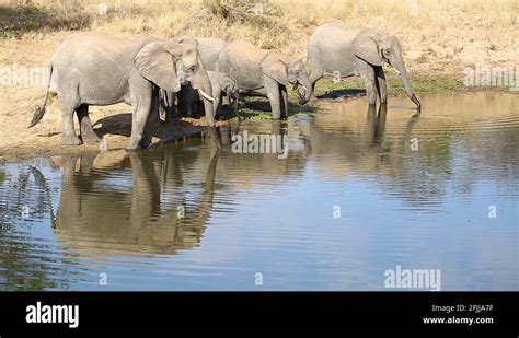 Matriarchal animals Stock Videos & Footage - HD and 4K Video Clips - Alamy