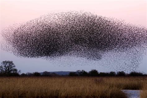 Did climate change cause the locust plagues in East Africa?