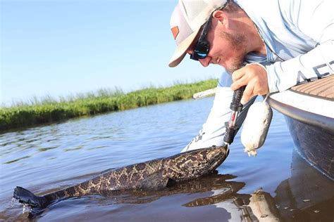 The Ultimate Guide To Fishing For Northern Snakehead