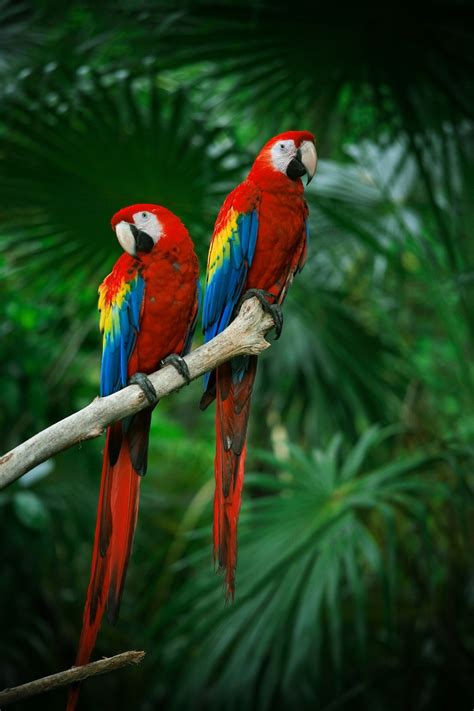 Extremely Fascinating Scarlet Macaw Facts You Ought to Know - Bird Eden