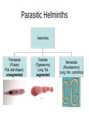 Parasitic Helminths-m.ppt - Parasitic Helminths Trematodes -Life Cycle Clonorchis sinensis ...