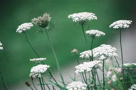 Poisonous Plants You Need to Know About - Beyond The Tent