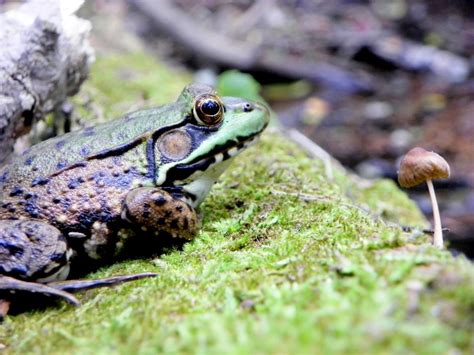 Frog in a pool area of a stream behind my parents house | Smithsonian Photo Contest ...