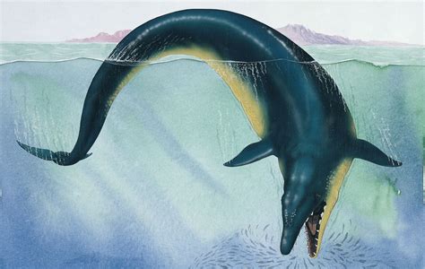 A new species of Eocene Period whale has been unearthed | SYFY WIRE