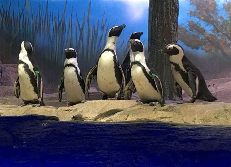 African Penguins Move To Miami Seaquarium