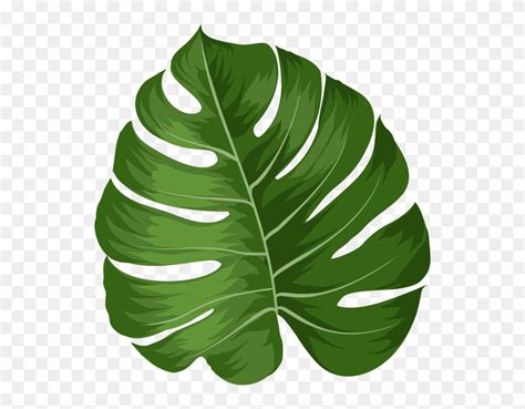 Monstera Leaf Clipart - Png Download (#5545024) - PinClipart