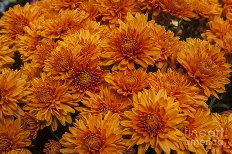 Orange Mums Photograph by Darleen Stry - Fine Art America