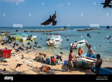 Sri Lanka, Northern province, Jaffna peninsula, Point Pedro is a town ...