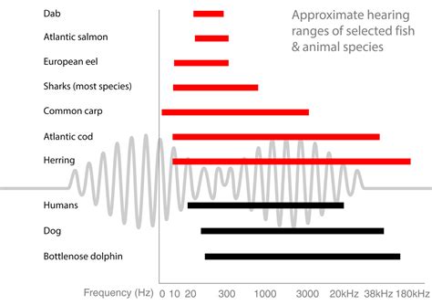 What Is The Hearing Range Of A Dog