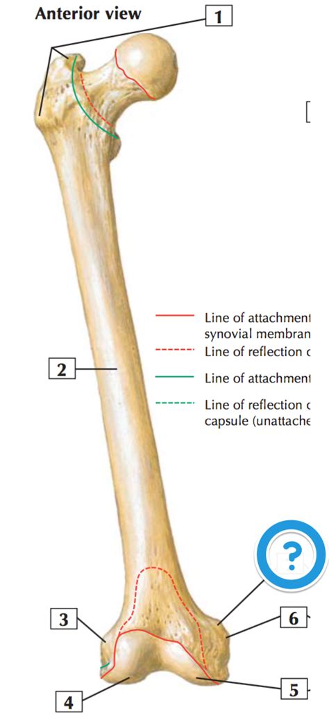 Level 9 - MBChB Anatomy (Dundee) - Memrise