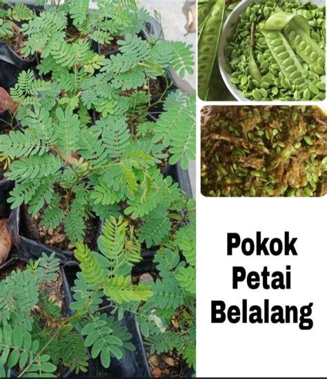 Anak pokok petai belalang | Lazada