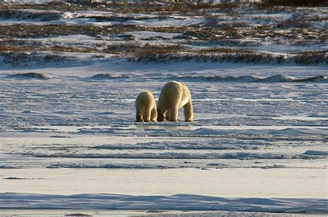 Live peek at annual polar bear migration « The In Box