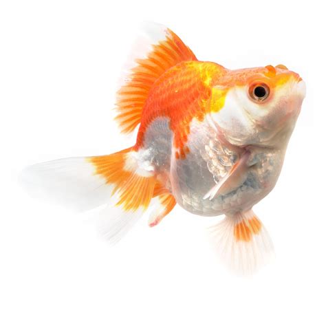 Jumbo Ryukin Goldfish For Sale 4-5" | Petco