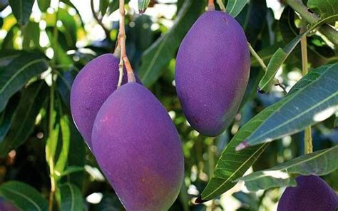 Roodborstje manja/mango | Surinam Where My HEART Is | Pinterest