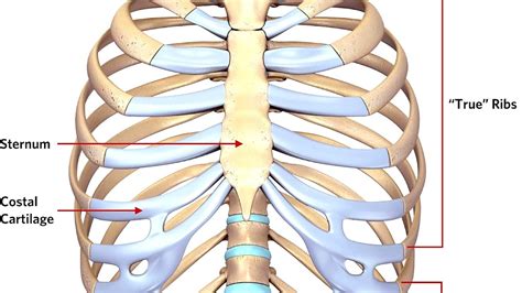 Sternal fracture - Sternum Injury - Injury Choices