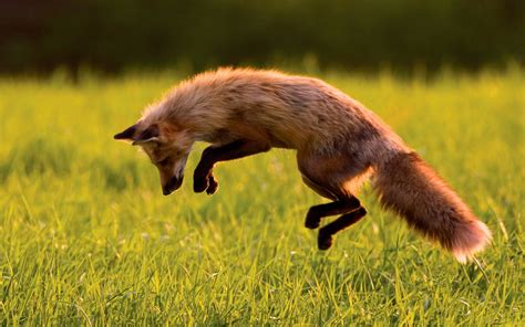 Animal Wallpapers: Jumping Fox