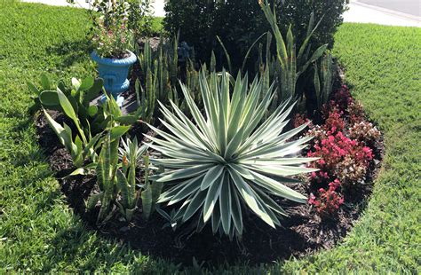 Succulent garden in front yard in Florida. : r/cactus