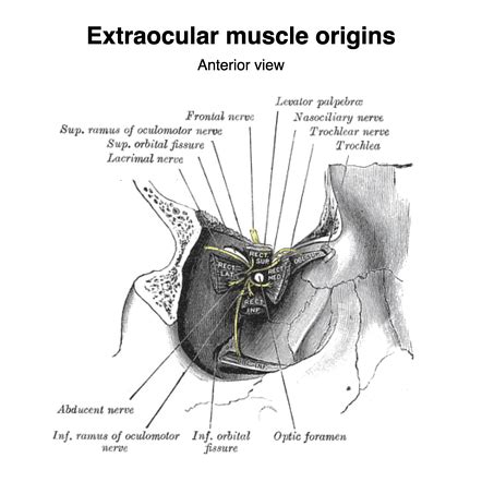 Superior rectus muscle | Radiology Reference Article | Radiopaedia.org