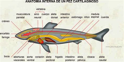 sistemas reproductores de los vertebrados: sistema reproductivo en peces