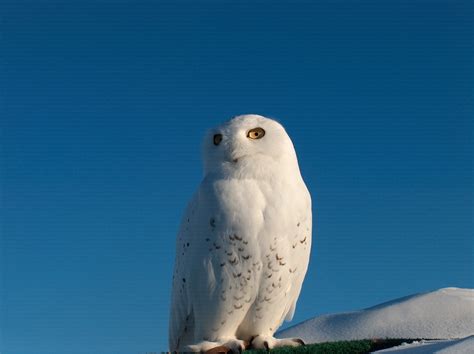 Snowy Owl Update - CWHC Quebec - Healthy Wildlife