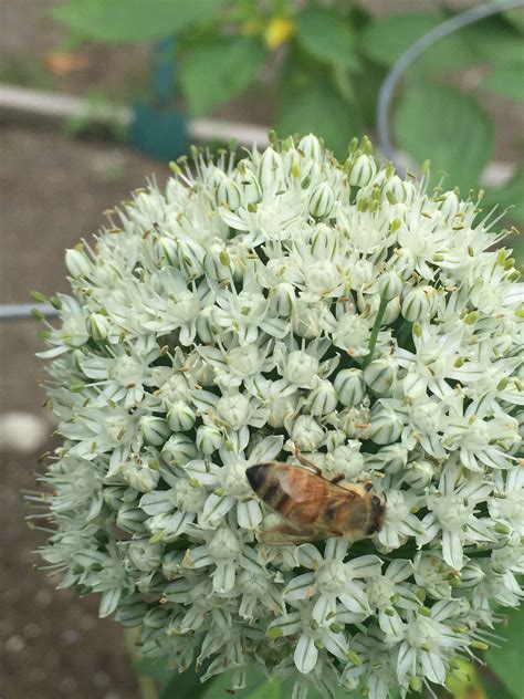 Pollination of Fruit Trees! | Pollination, Fruit trees, Tree