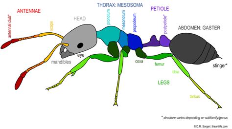 Ant Anatomy – The Myrmecologist