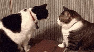 Cat Fight GIF - Find & Share on GIPHY