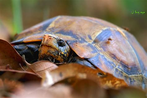 Impressed Tortoise / Manouria impressa (Gunther,1882) / เต… | Flickr