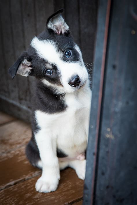 ADOPTED - Skittles’ Sweets & Treats Border Collie Mix Puppies ...