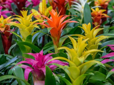 Guzmania Plant Info: Learn About The Care Of Guzmanias