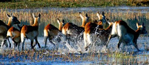 Kafue Lechwe running through the shallows on the edge of the lake..