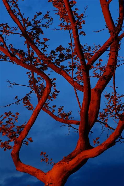 Red Tree | Nature Photography Inspiration