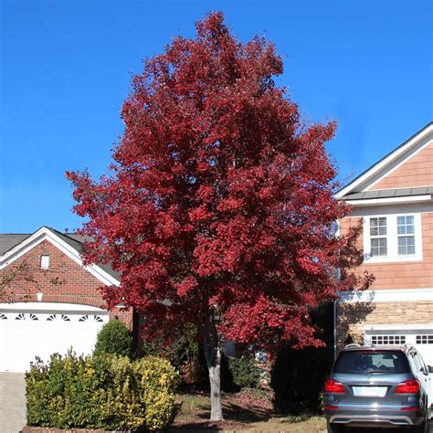 American Red Maple Trees for Sale– FastGrowingTrees.com