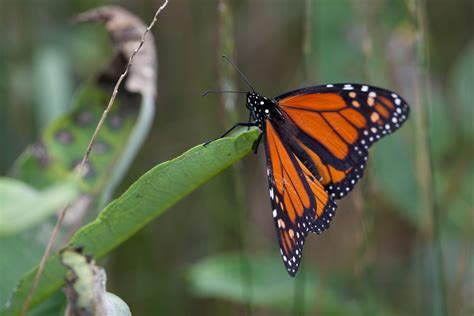 Free picture: monarch butterfly, insect, milkweed