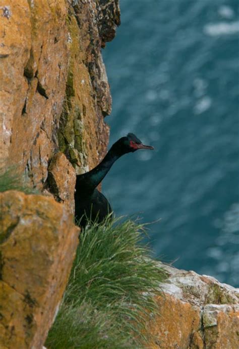 Nesting Pelagic Cormorant. Photo by Catherine Jardine. - Bird Canada