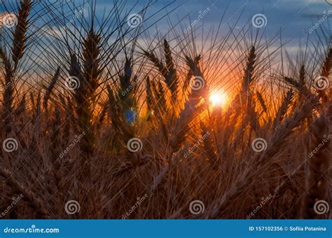 Rye Field at Sunset Mature Ears on the Background of Sunset with Sun ...