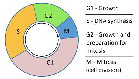 The Cell Cycle - Phases - Mitosis - Regulation - TeachMePhysiology